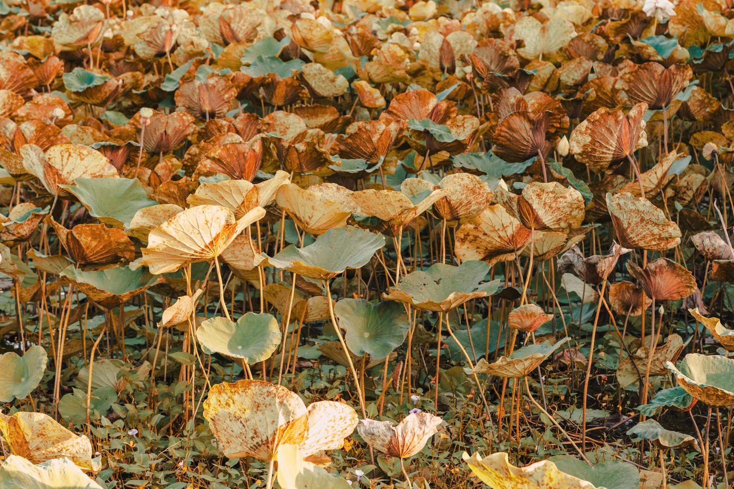 lotus träd och lotus blad bakgrund foto