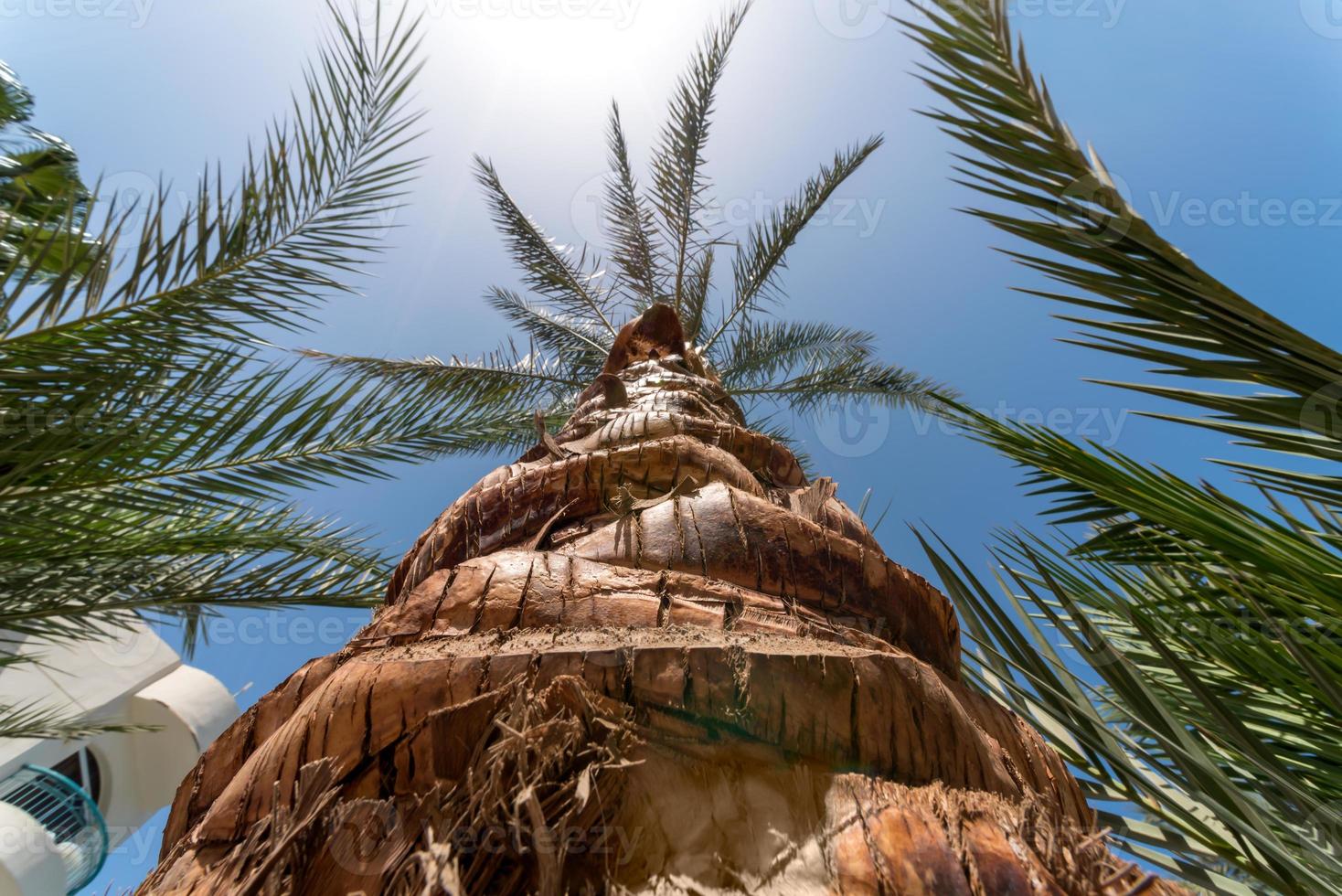 bottenvy av palmblad mot blå himmel foto