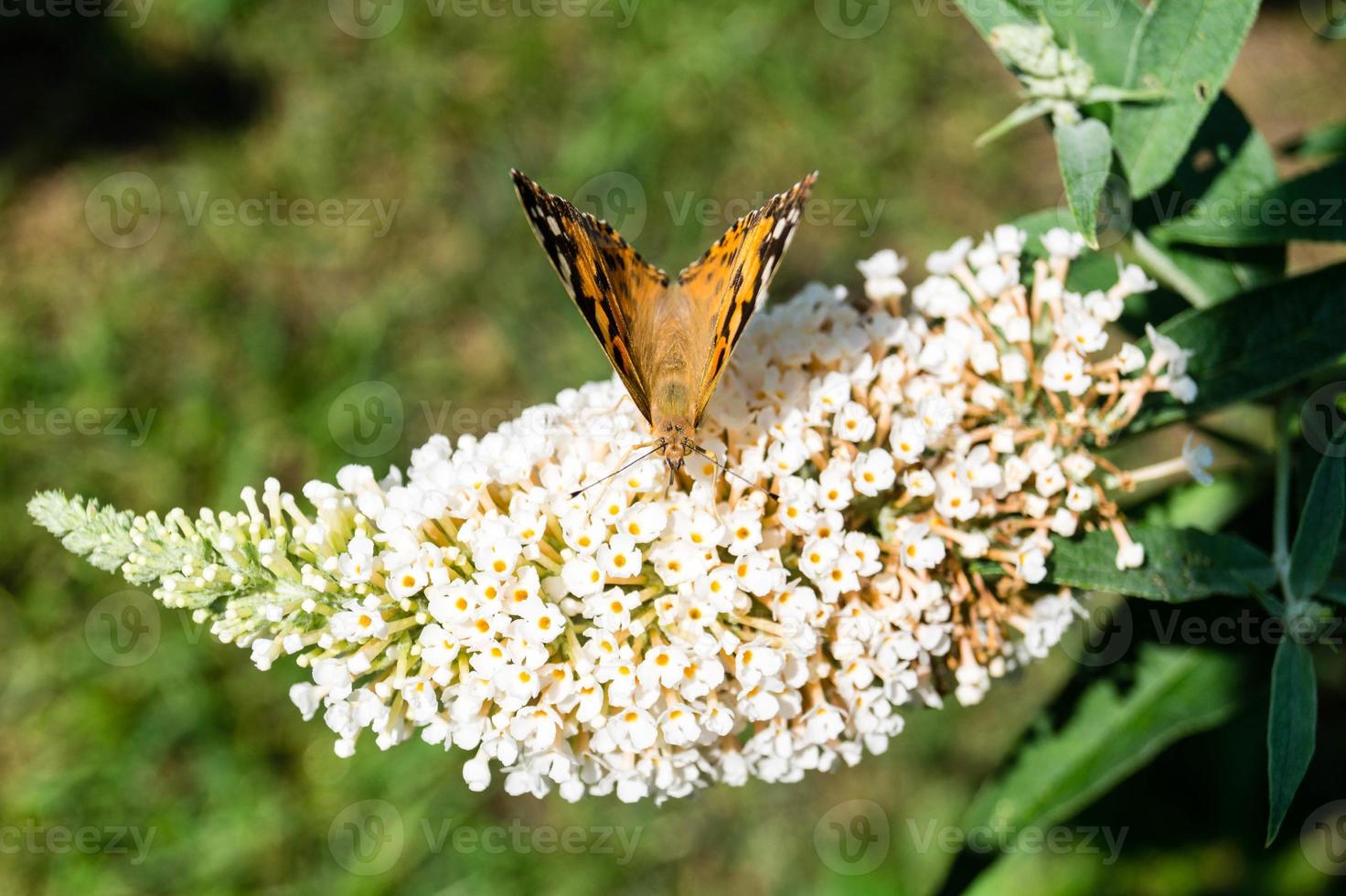 fjäril vanessa cardui eller cynthia cardui i trädgården foto