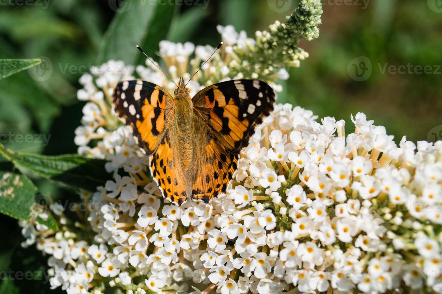 fjäril vanessa cardui eller cynthia cardui i trädgården foto