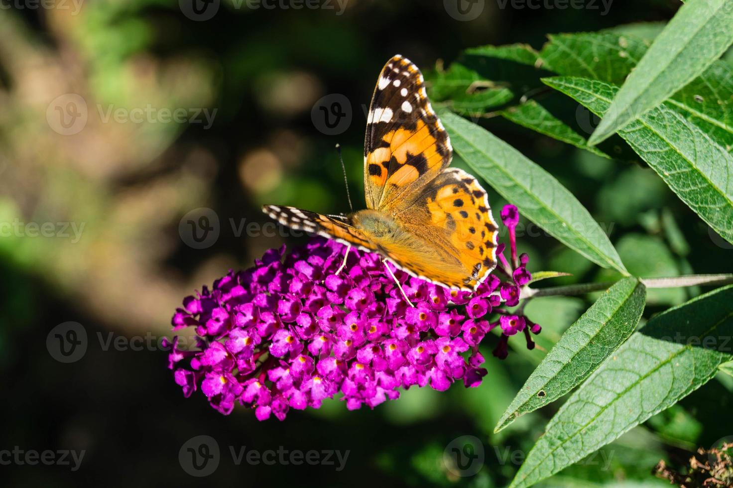 fjäril vanessa cardui eller cynthia cardui i trädgården foto