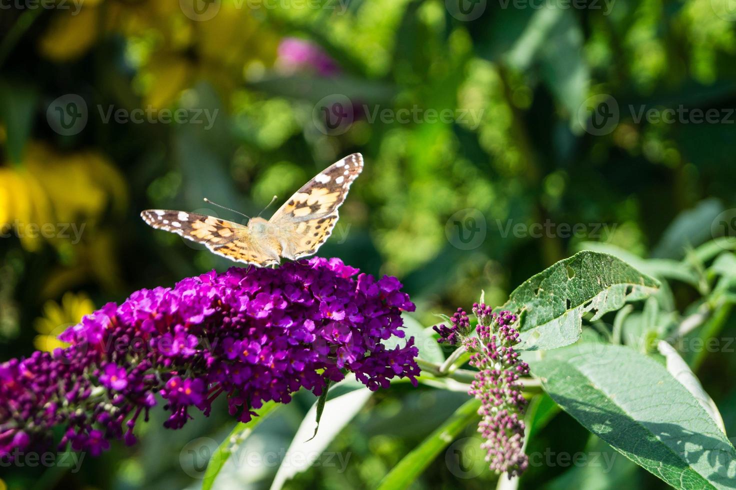 fjäril vanessa cardui eller cynthia cardui i trädgården foto