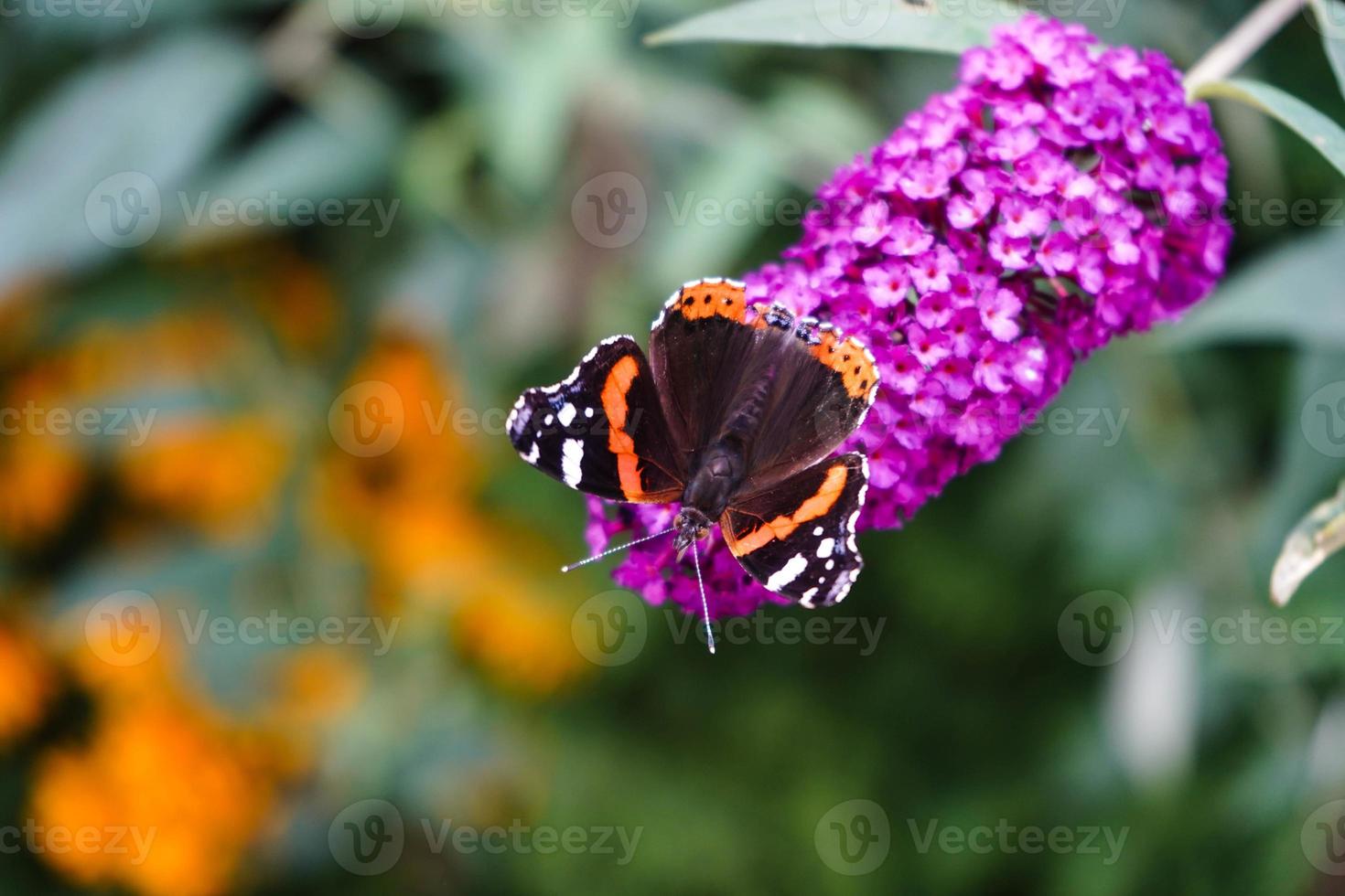 fjäril vanessa cardui eller cynthia cardui i trädgården foto