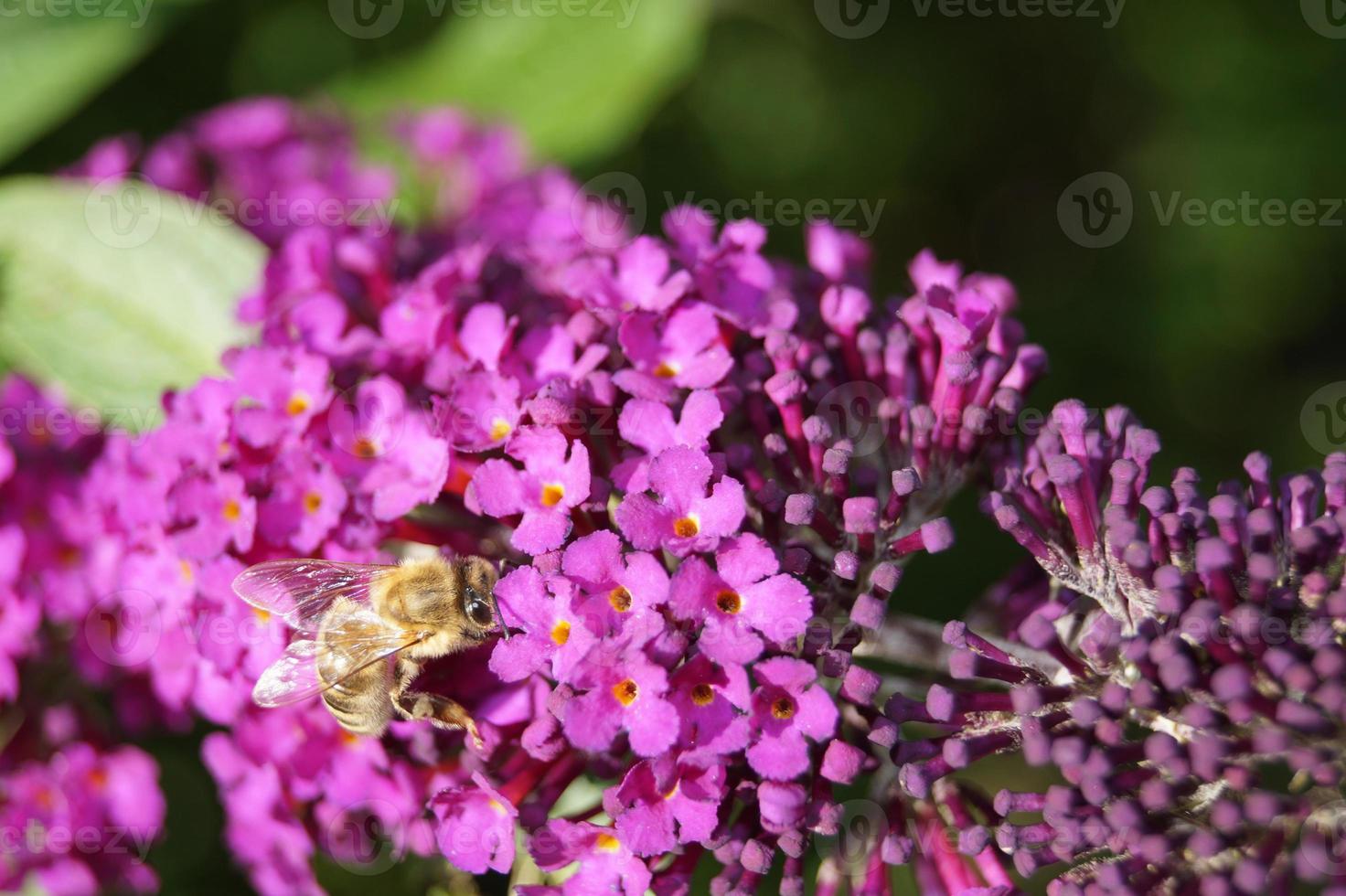 buddleja davidii fjärilbusken foto