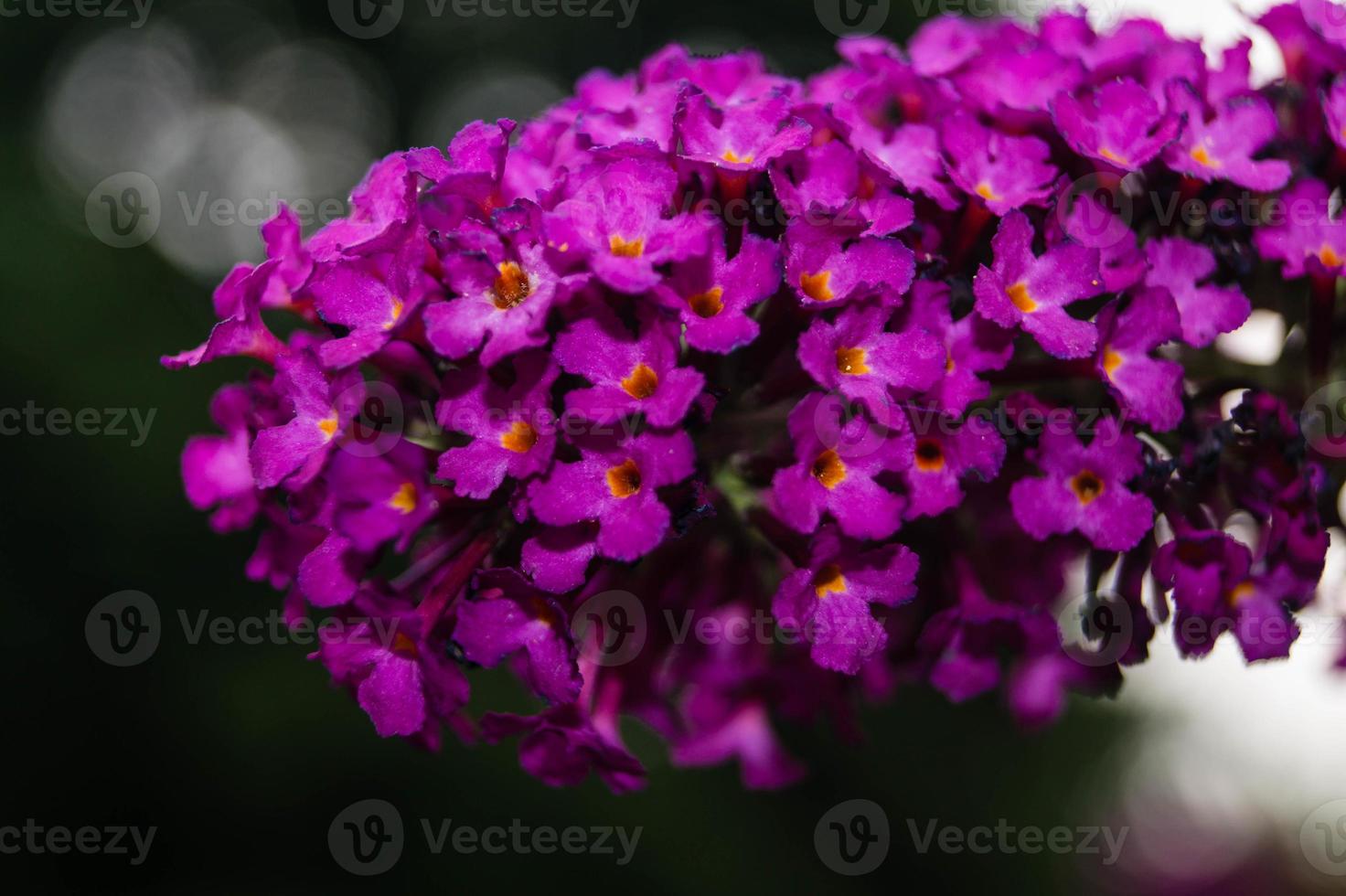 buddleja davidii fjärilbusken foto