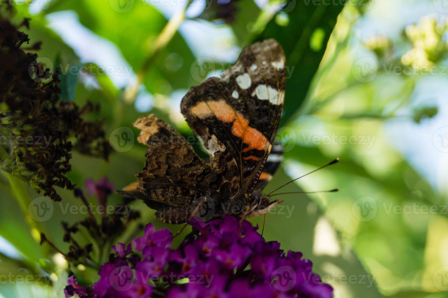 buddleja davidii fjärilbusken foto