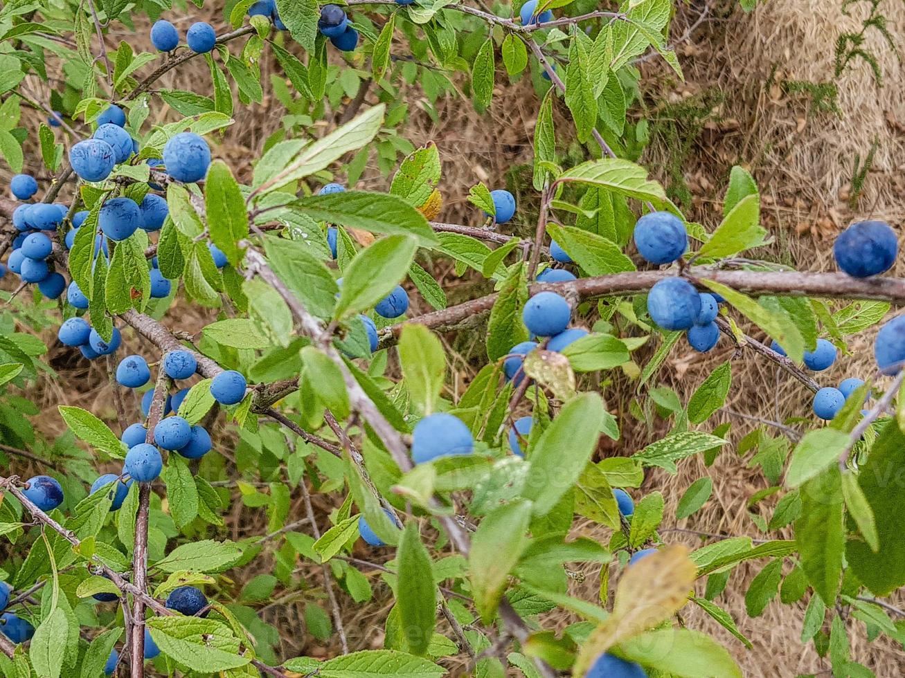 frukterna av svarttornbusken foto