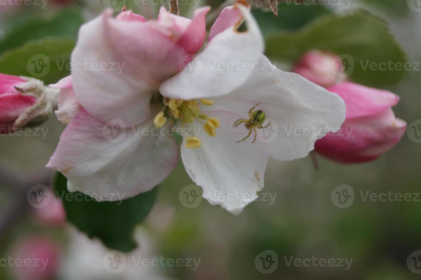 blommande fruktträd i det gamla landet nära hamburg tyskland foto