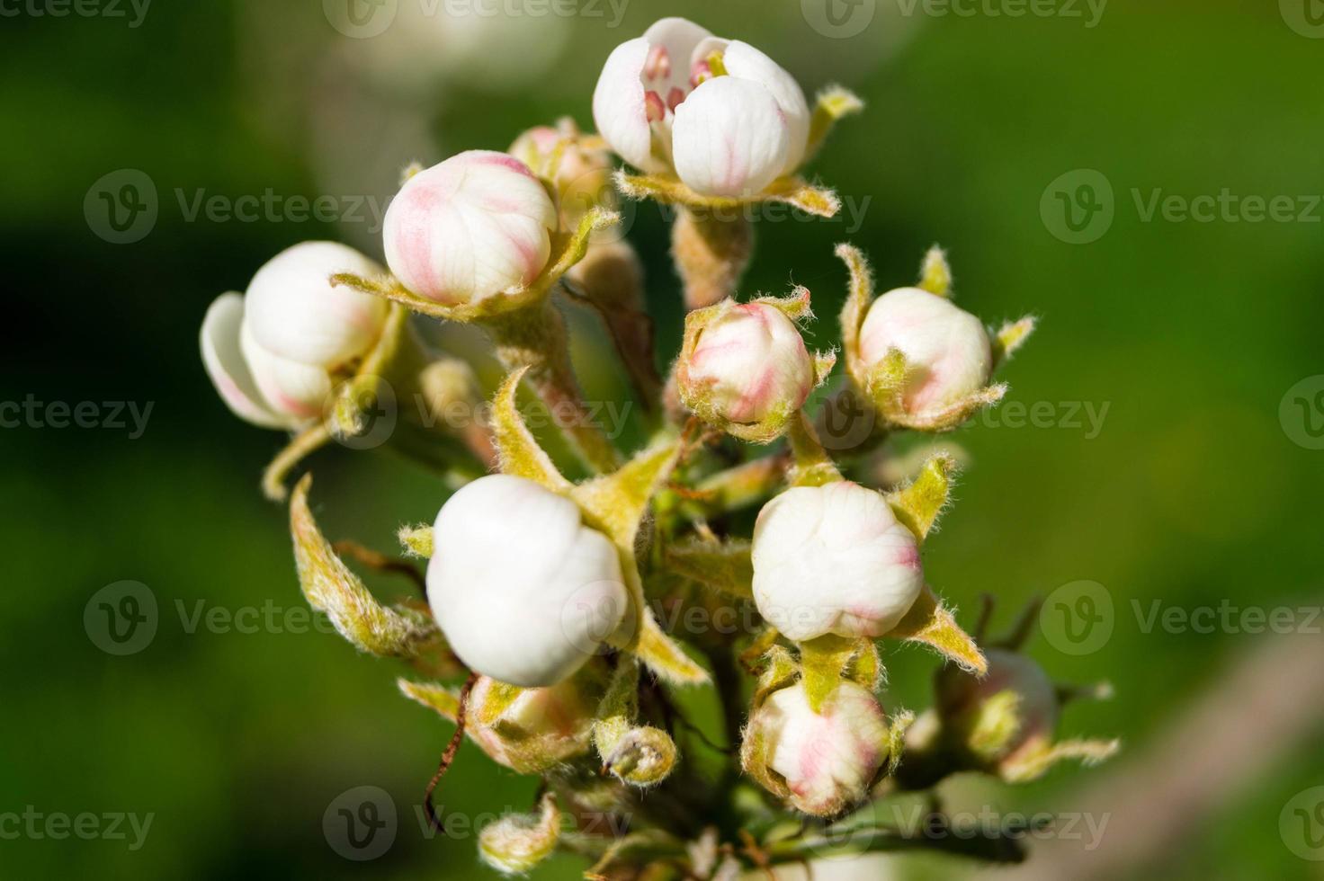 blommande fruktträd i det gamla landet nära hamburg tyskland foto