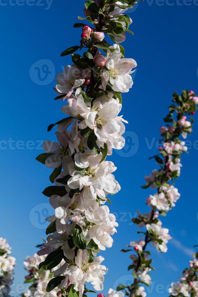 blommande fruktträd i det gamla landet nära hamburg tyskland foto