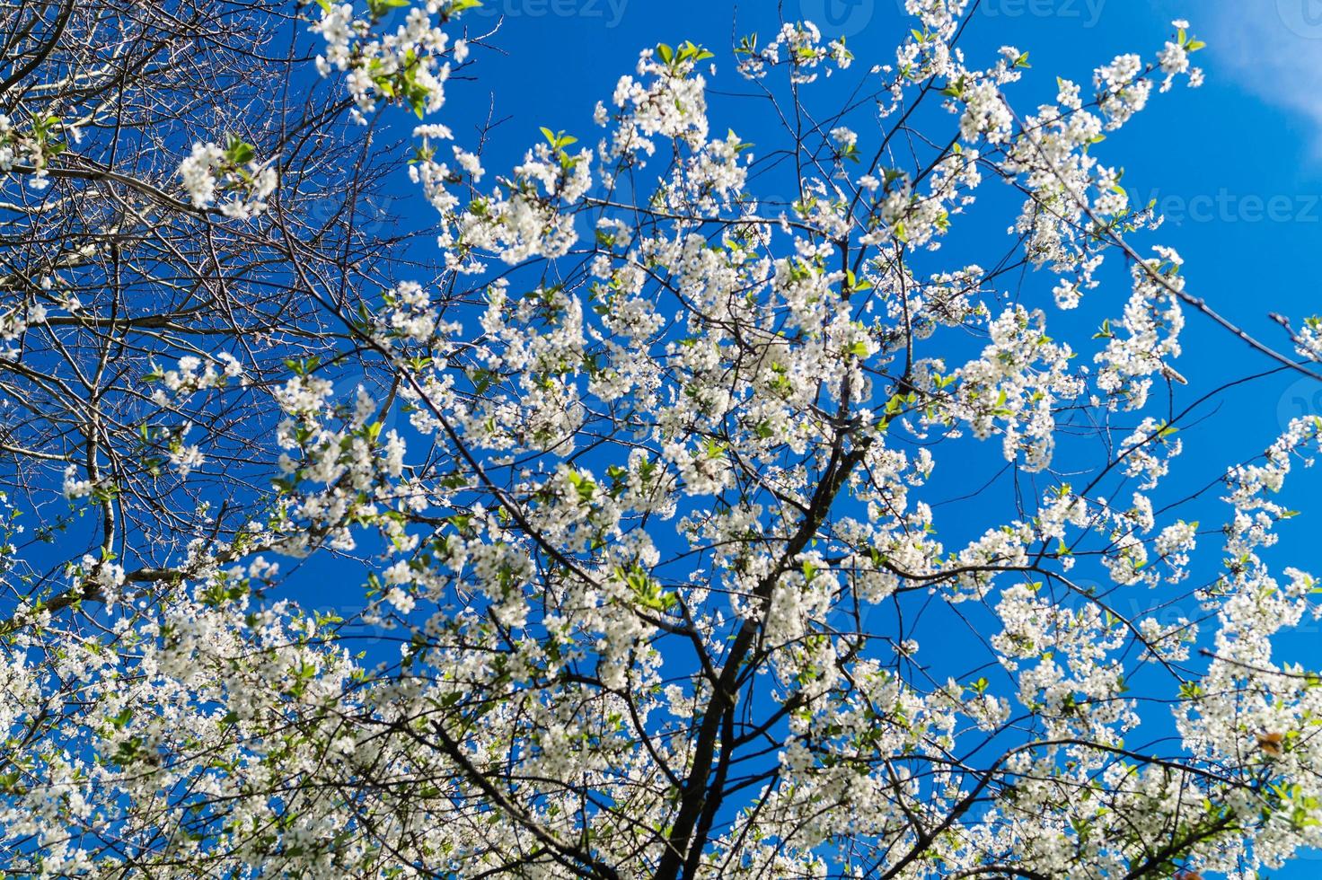 blommande fruktträd i det gamla landet nära hamburg tyskland foto