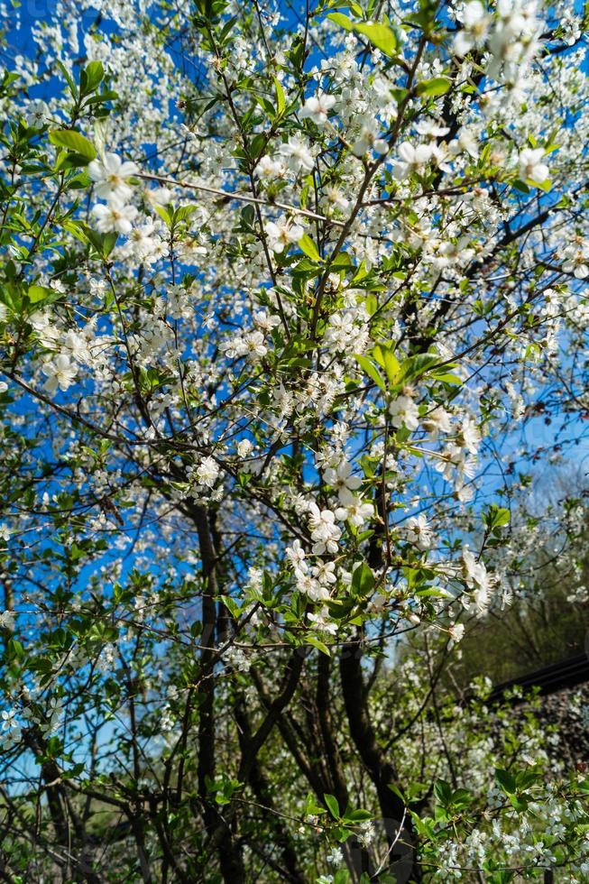 blommande fruktträd i det gamla landet nära hamburg tyskland foto