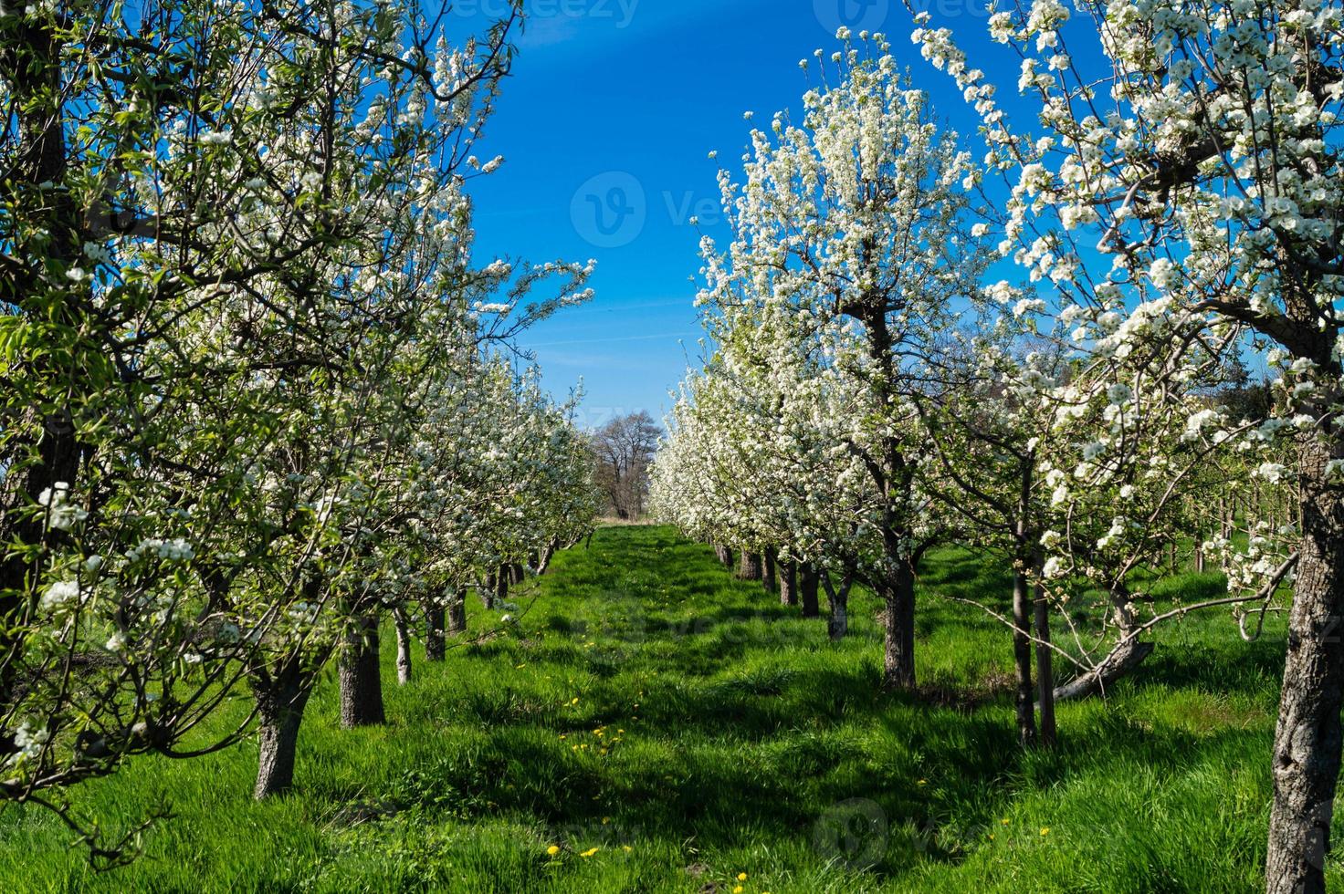 blommande fruktträd i det gamla landet nära hamburg tyskland foto