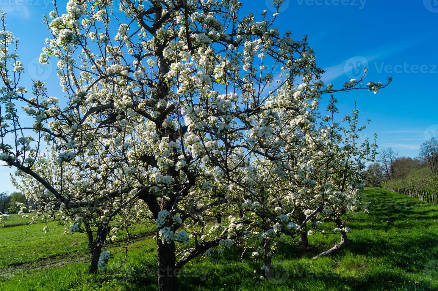 blommande fruktträd i det gamla landet nära hamburg tyskland foto