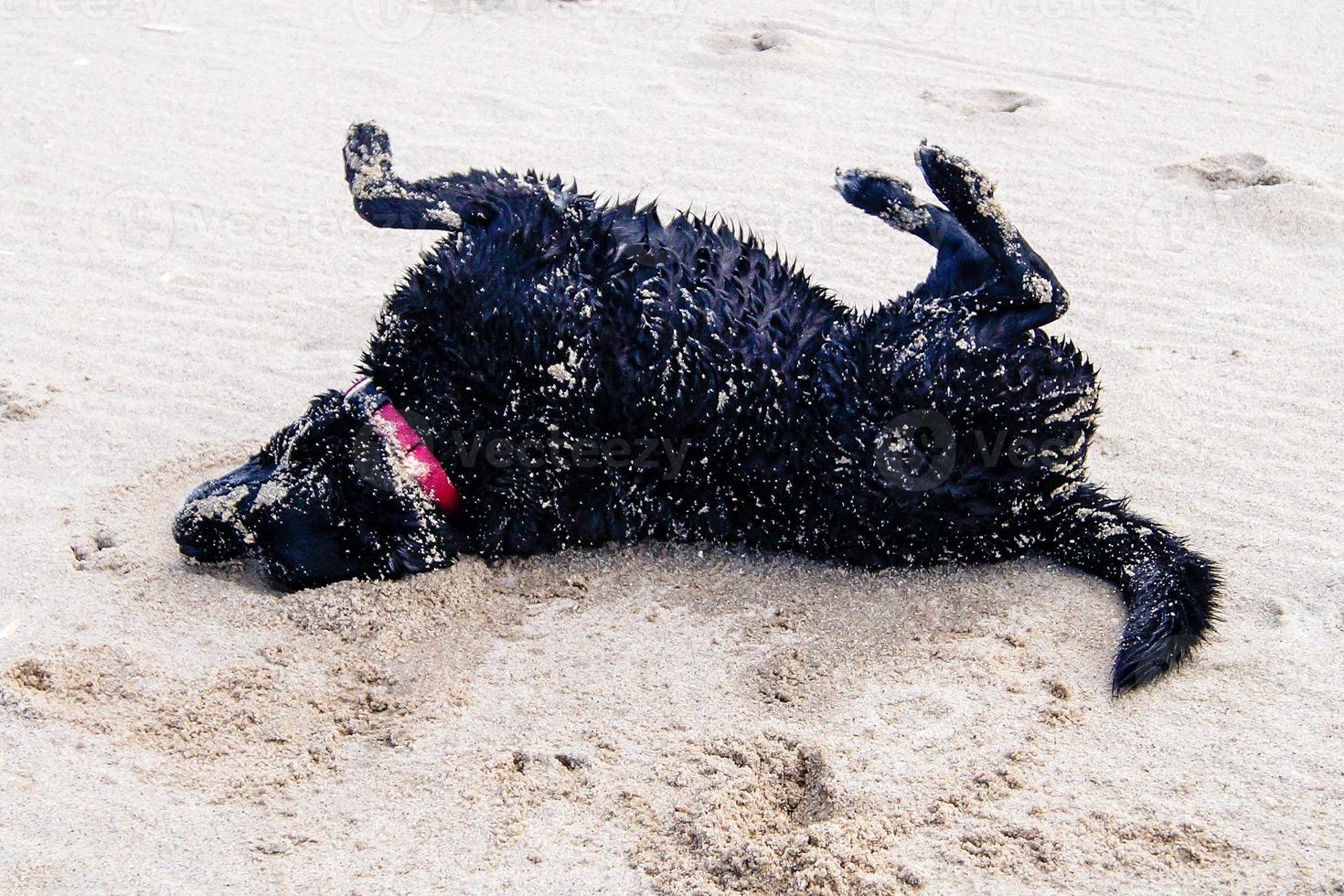 svart labrador retriever spelar på stranden i blavand danmark foto