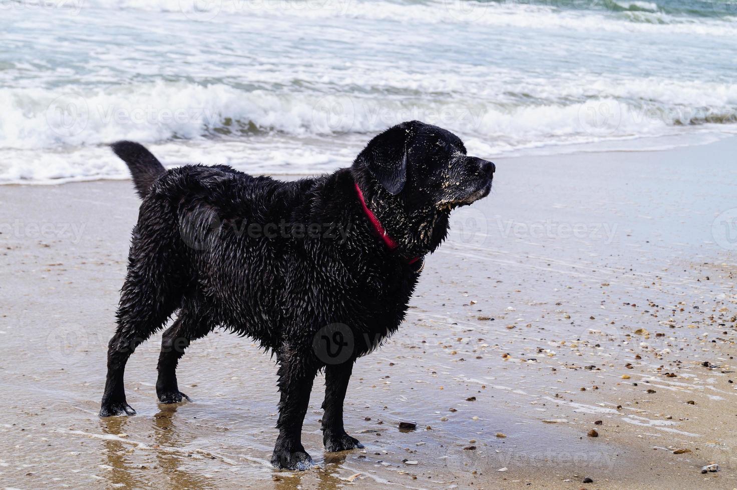 svart labrador retriever spelar på stranden i blavand danmark foto