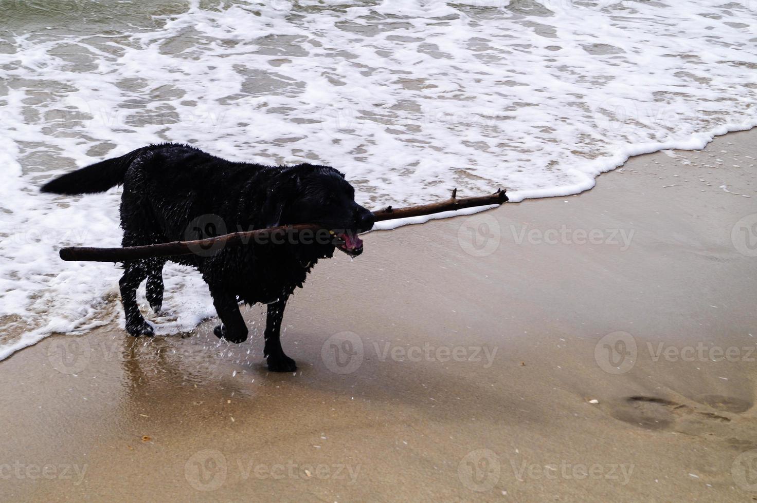 svart labrador retriever spelar på stranden i blavand danmark foto