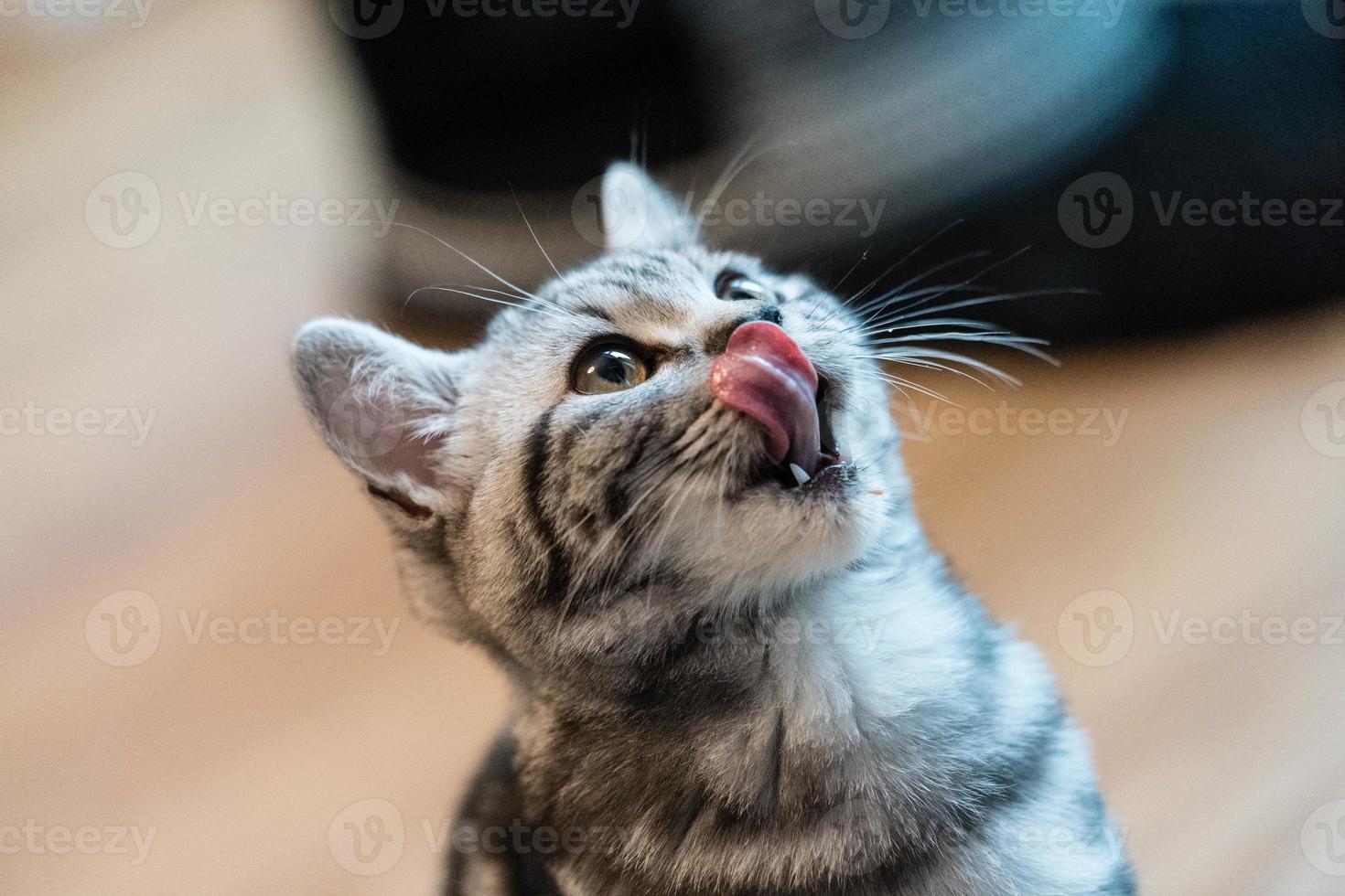 grå brittiskt kort hår katt foto