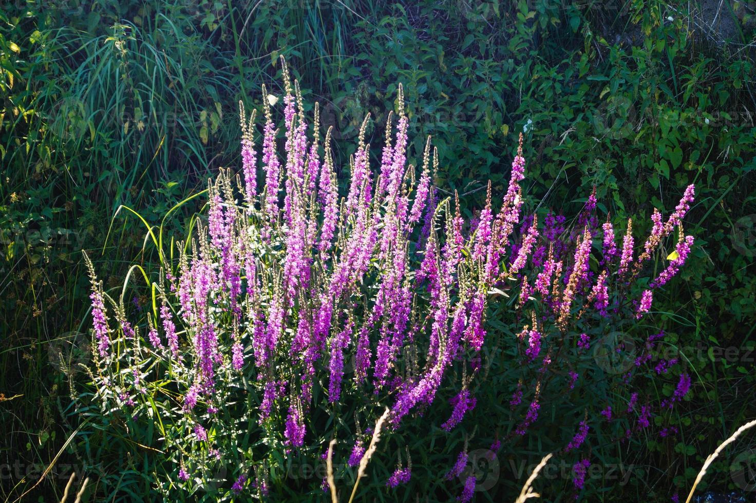 löstestrife - lythrum salicaria foto