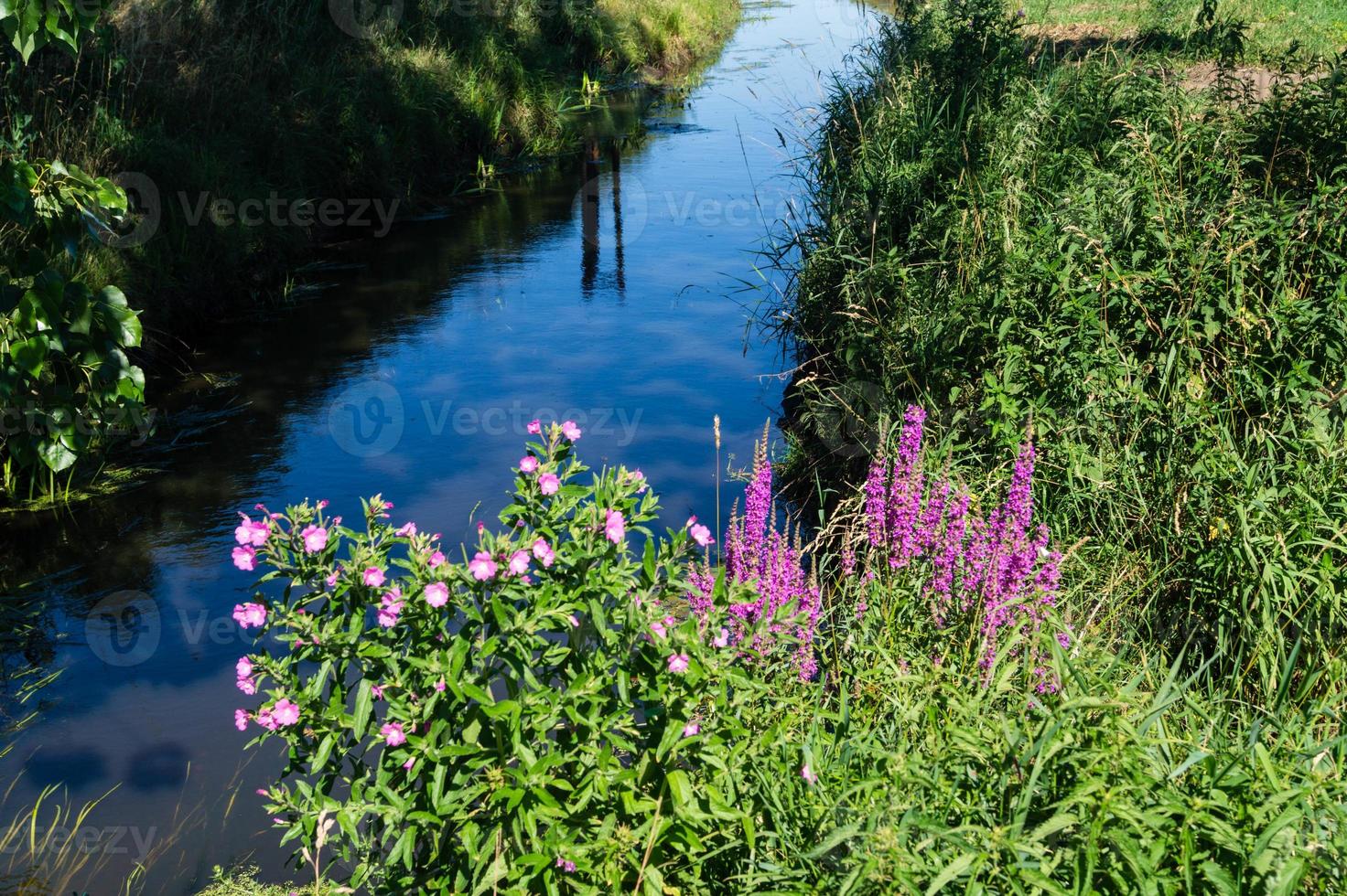 löstestrife - lythrum salicaria foto