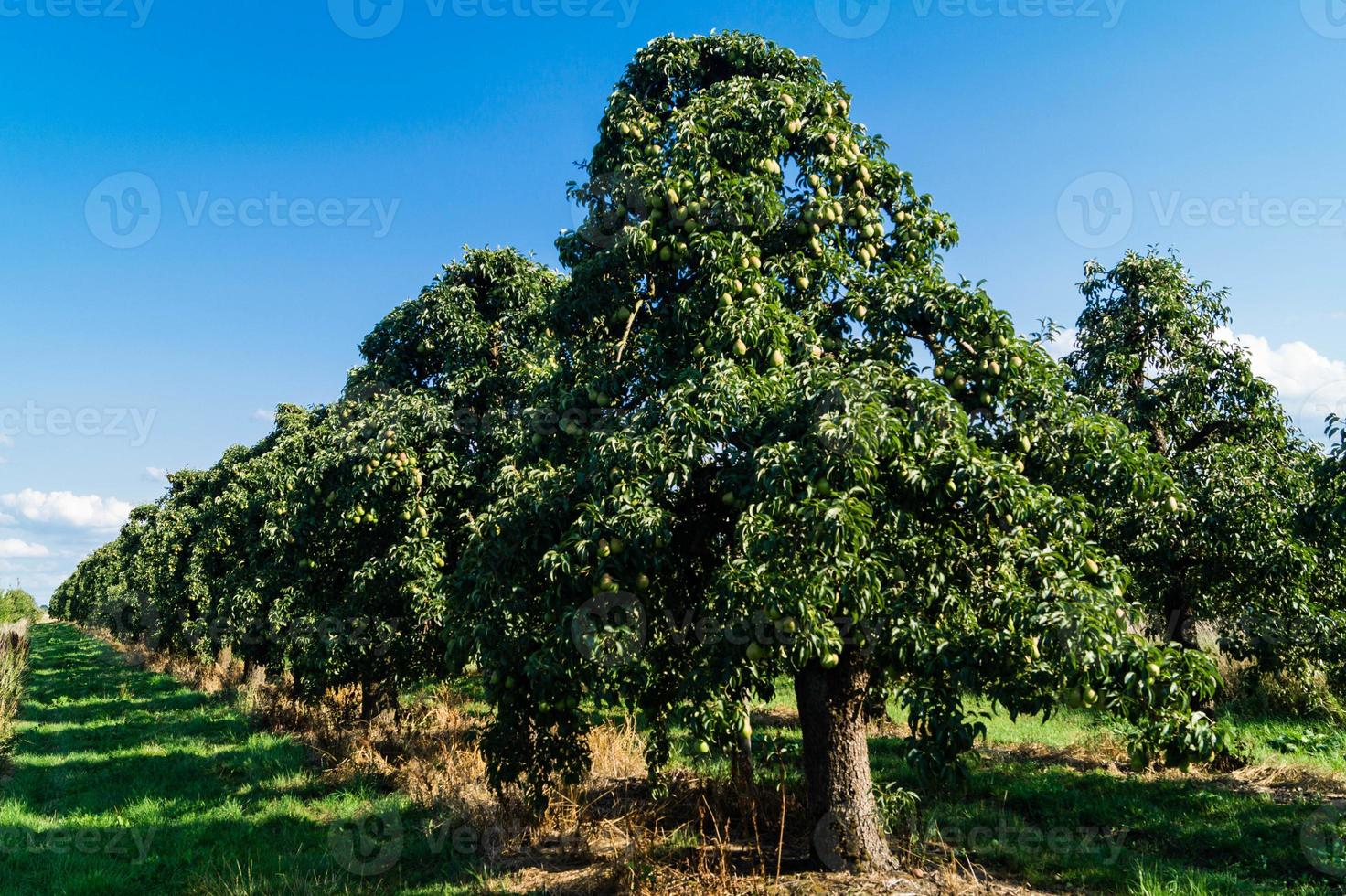 päronplantage i hamburgs gamla land foto