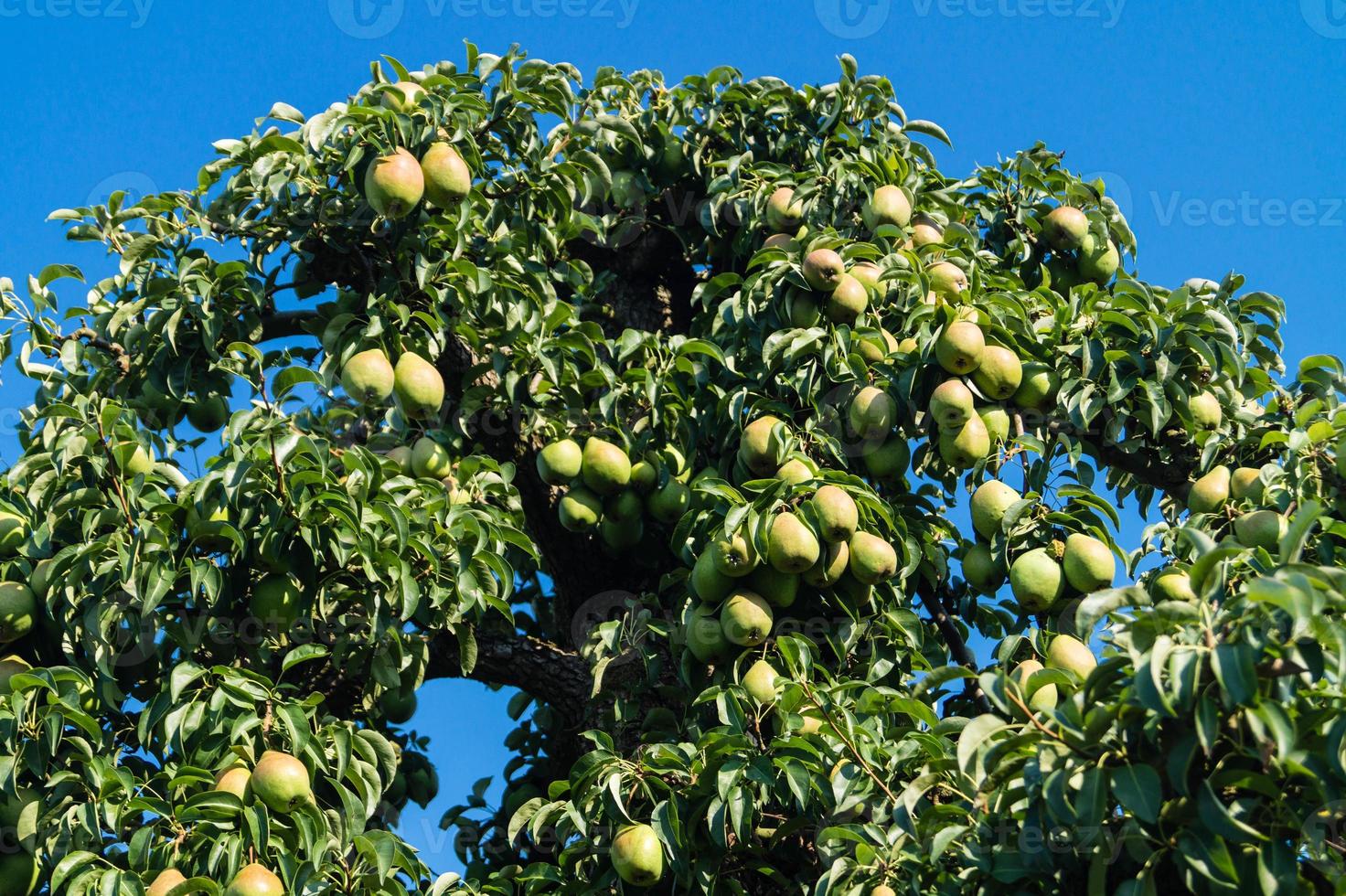 päronplantage i hamburgs gamla land foto