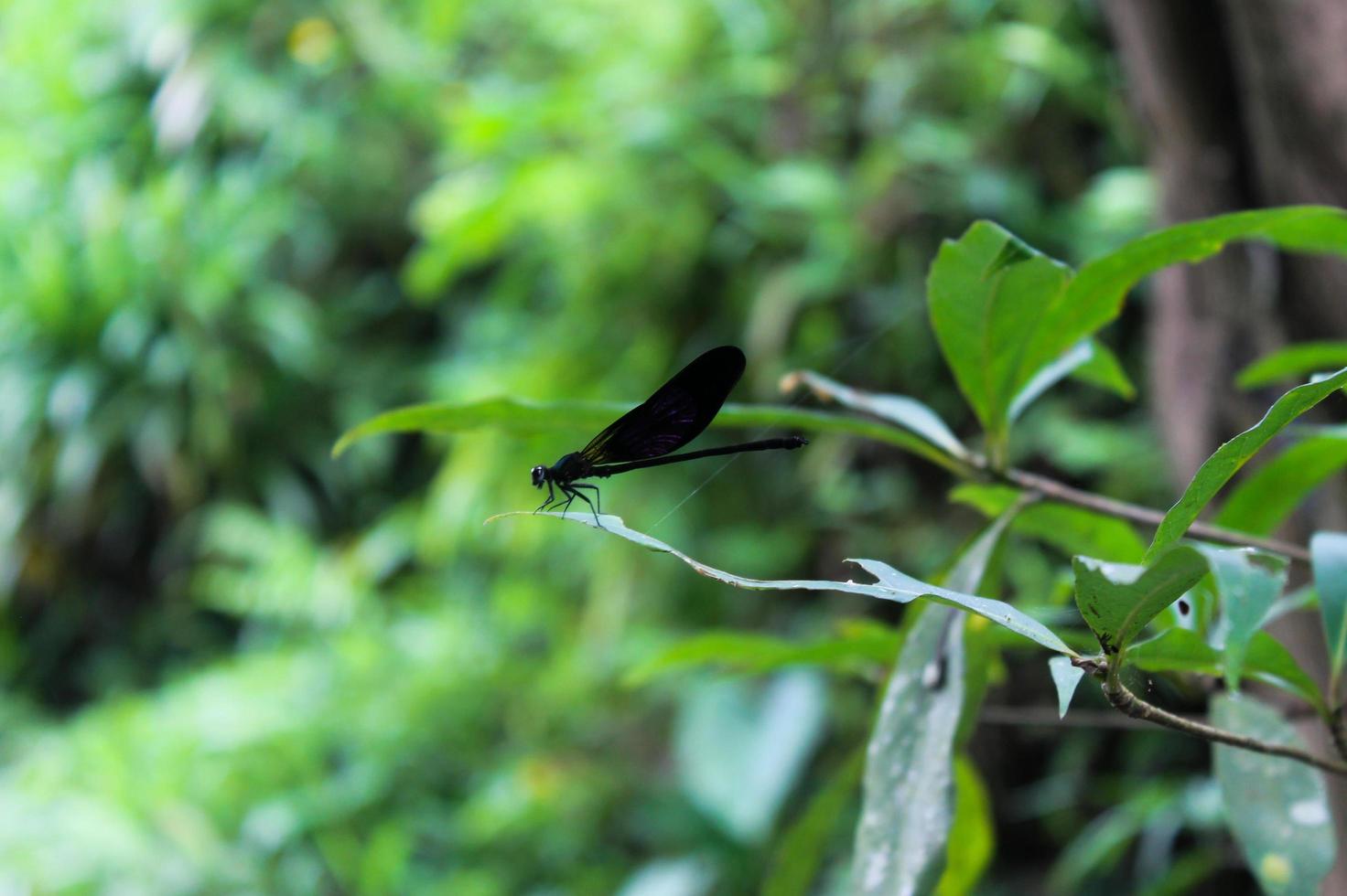 närbild av trollslända calopteryx uppflugen på en trädgren foto