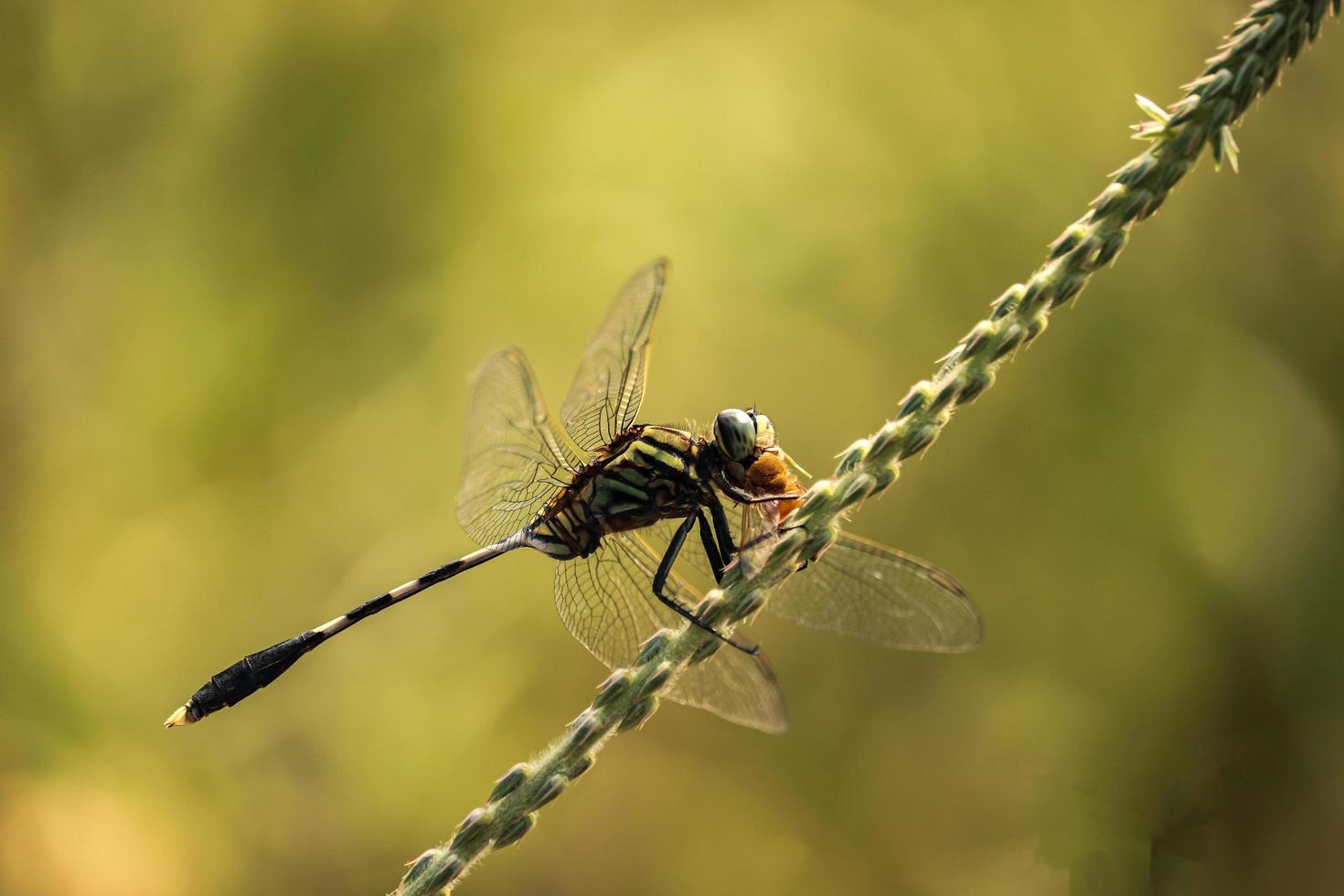 slända på blad, natur bakgrund foto