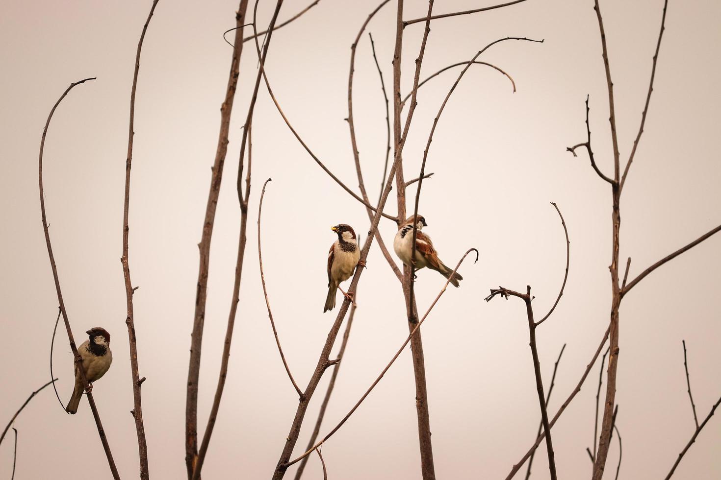 fågel sitter på trädgrenen, fågelpar, natur bakgrund foto