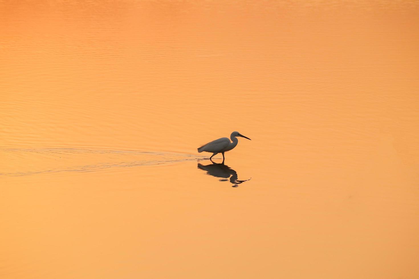fågel som går i vatten, fåglar som flyger, solnedgångsutsikt vid sjön foto