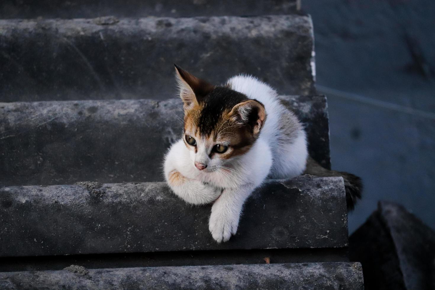 baby katt sitter på trappan, hemma, tittar till kameran foto