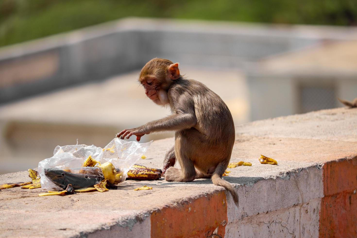 rhesus macaque apa, apa sitter på väggen och äter banan foto