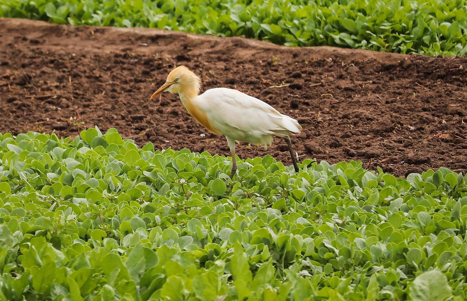 fågel som går på marken, naturbakgrund foto