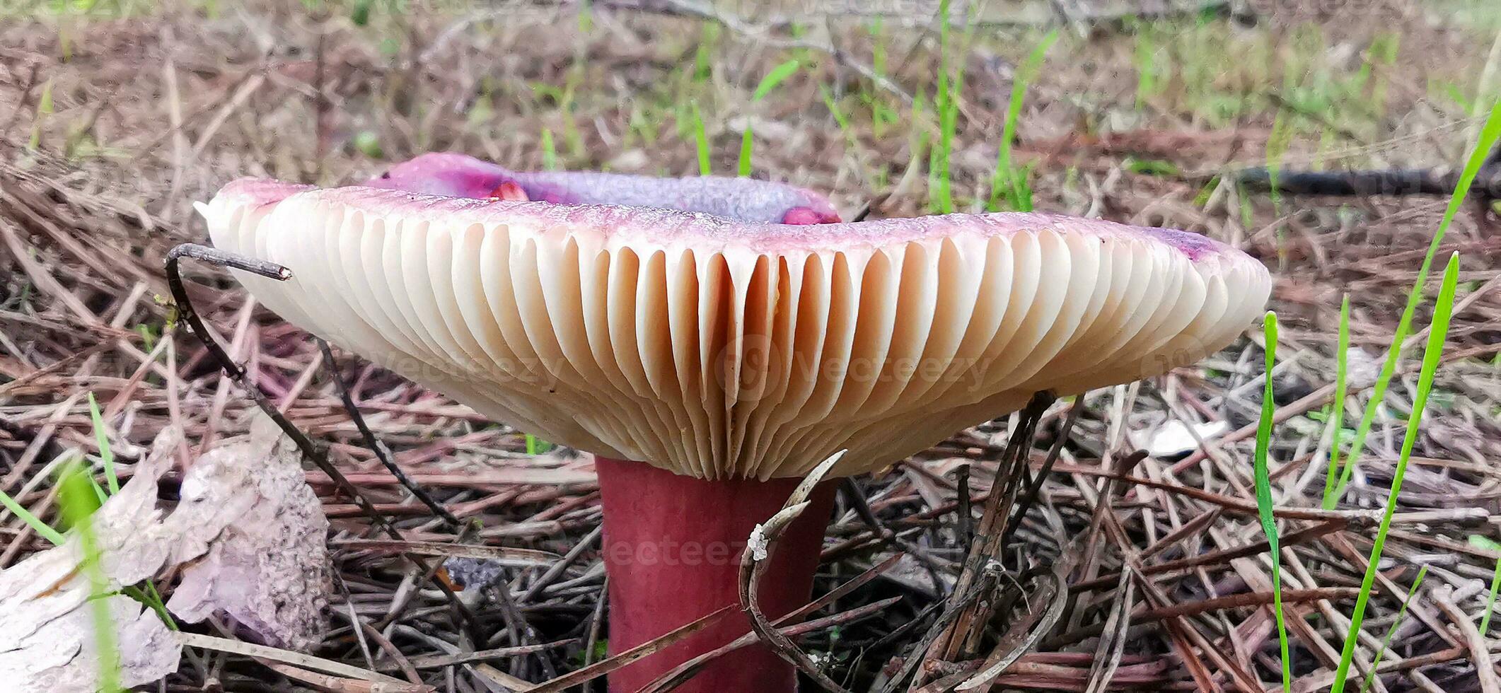 detalj av en vild svamp i deras naturlig miljö foto