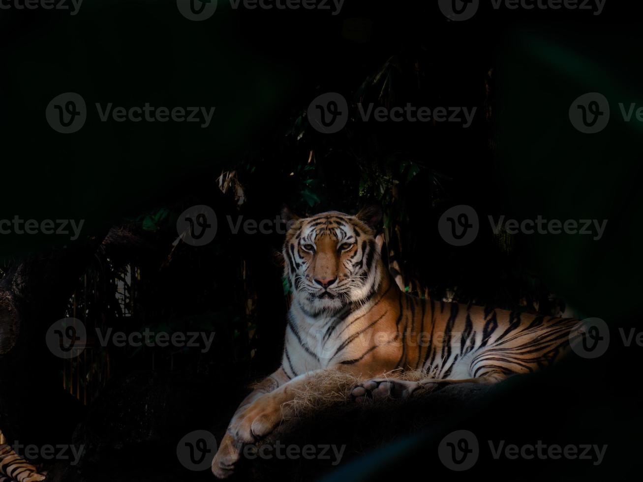 bengal tiger liggande på en sten i den mörka natten foto