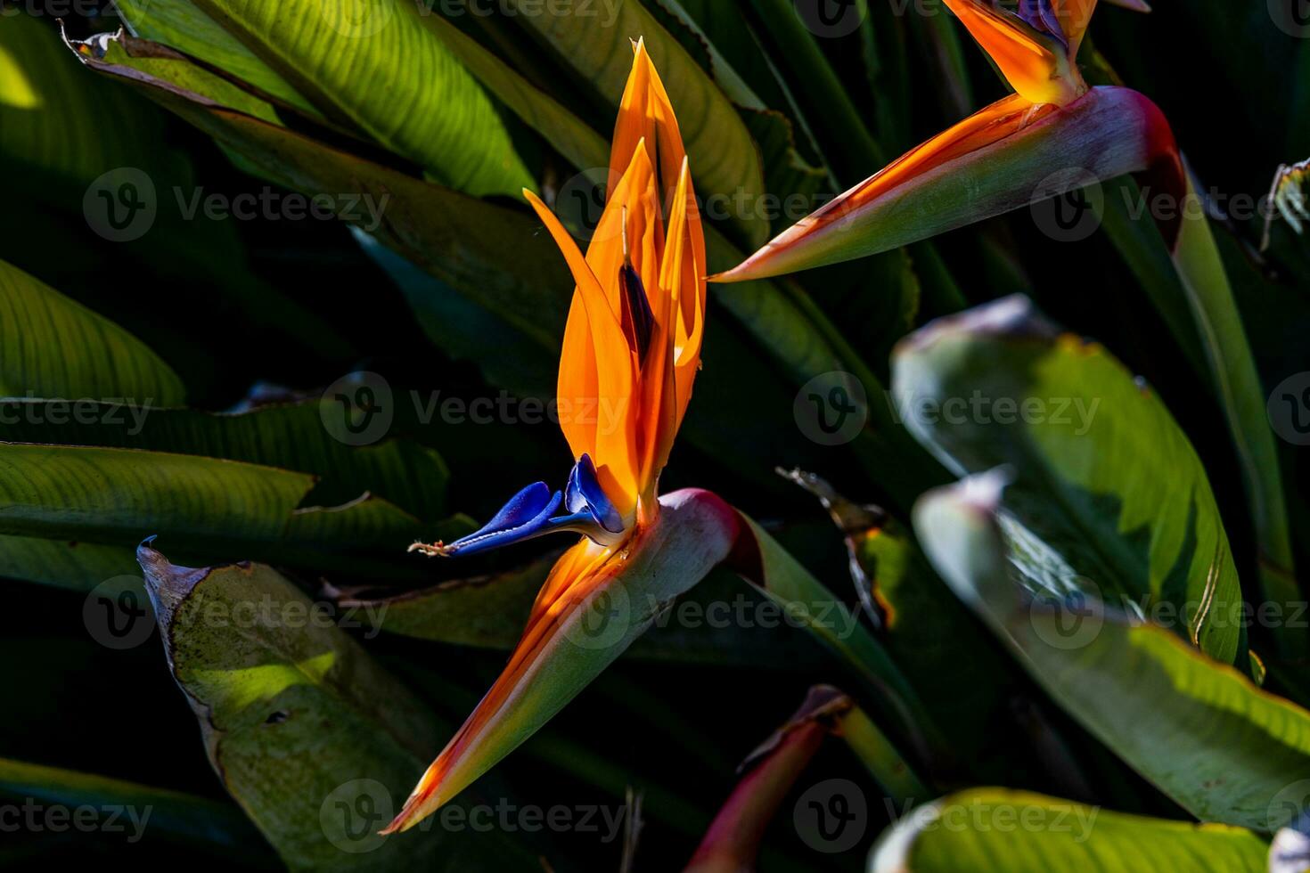 orange blomma av strelitzia reginae i en inhägnad trädgård i värma solljus foto