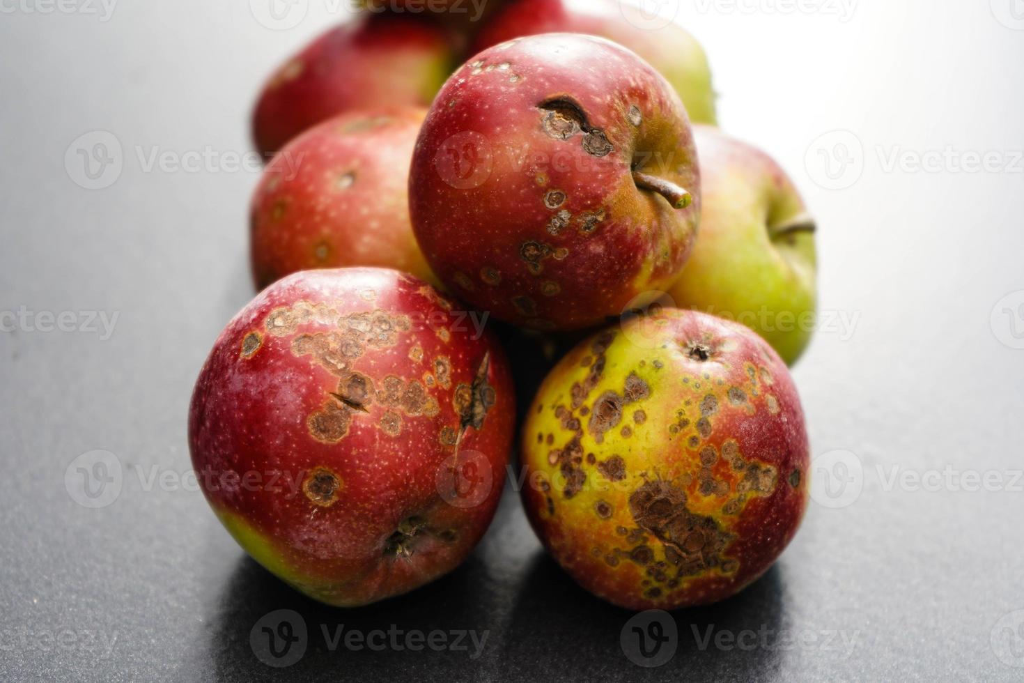 äpplen med äppelskabbsjukdom foto