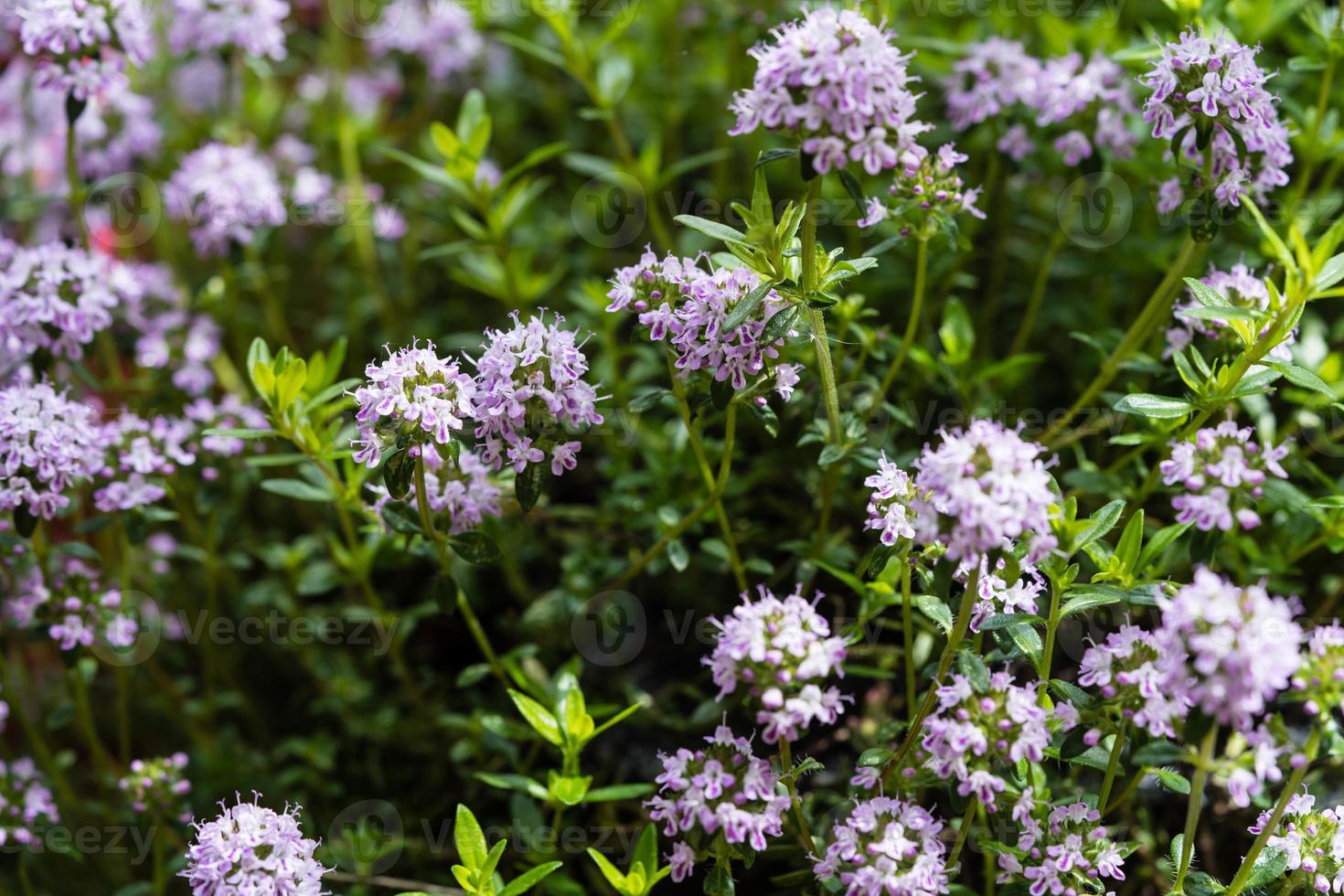 salta satureja hortensis läckra köksörter foto