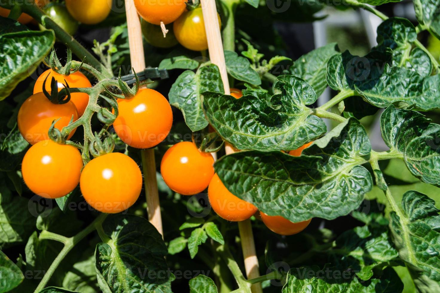 orange cocktail tomater solanum lycopersicum foto