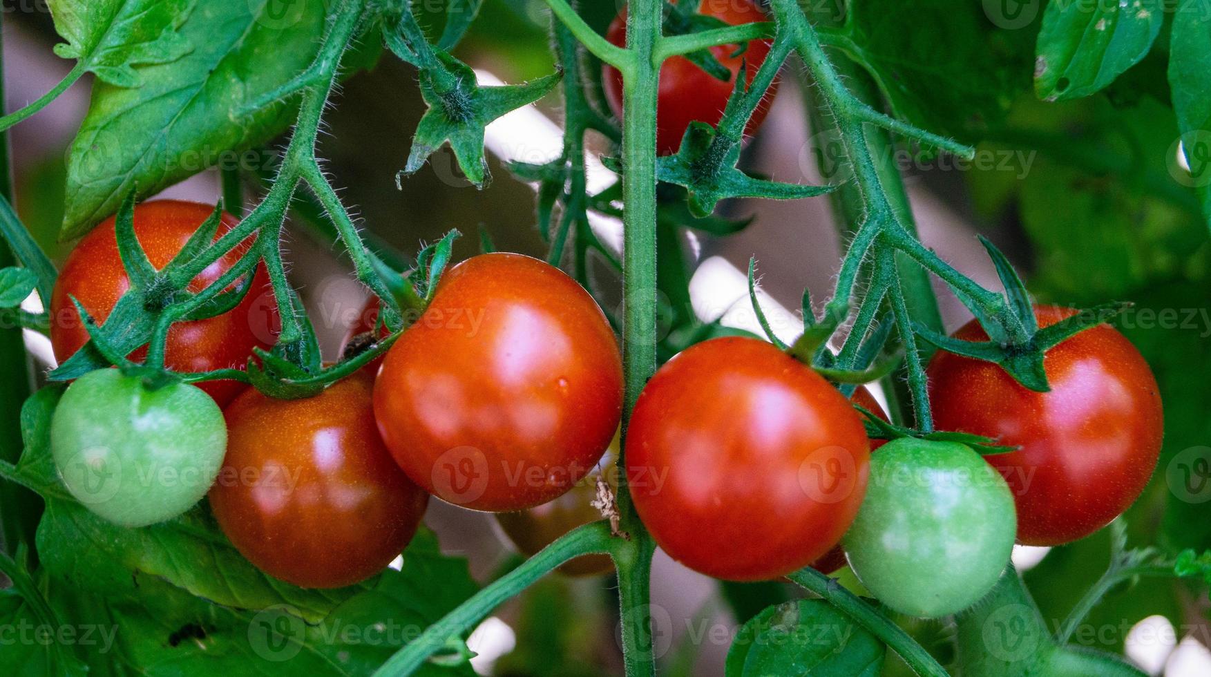 röda runda tomater solanum lycopersicum foto