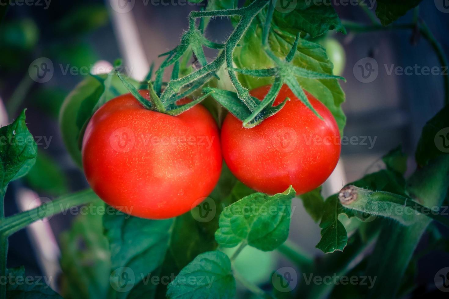 röda runda tomater solanum lycopersicum för en soppa foto