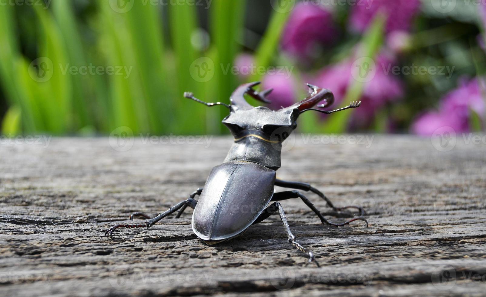 manlig hjortbagge med långa och skarpa käkar i vild skogssammanträde foto