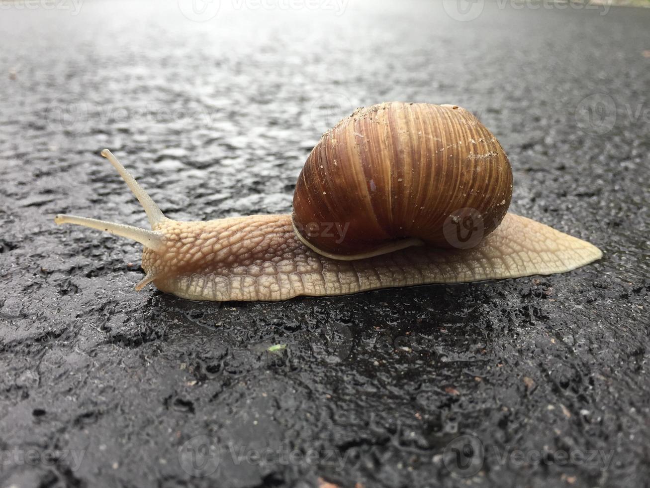 liten trädgårdssnigel i skal som kryper på våt väg, snigel skynda hem foto