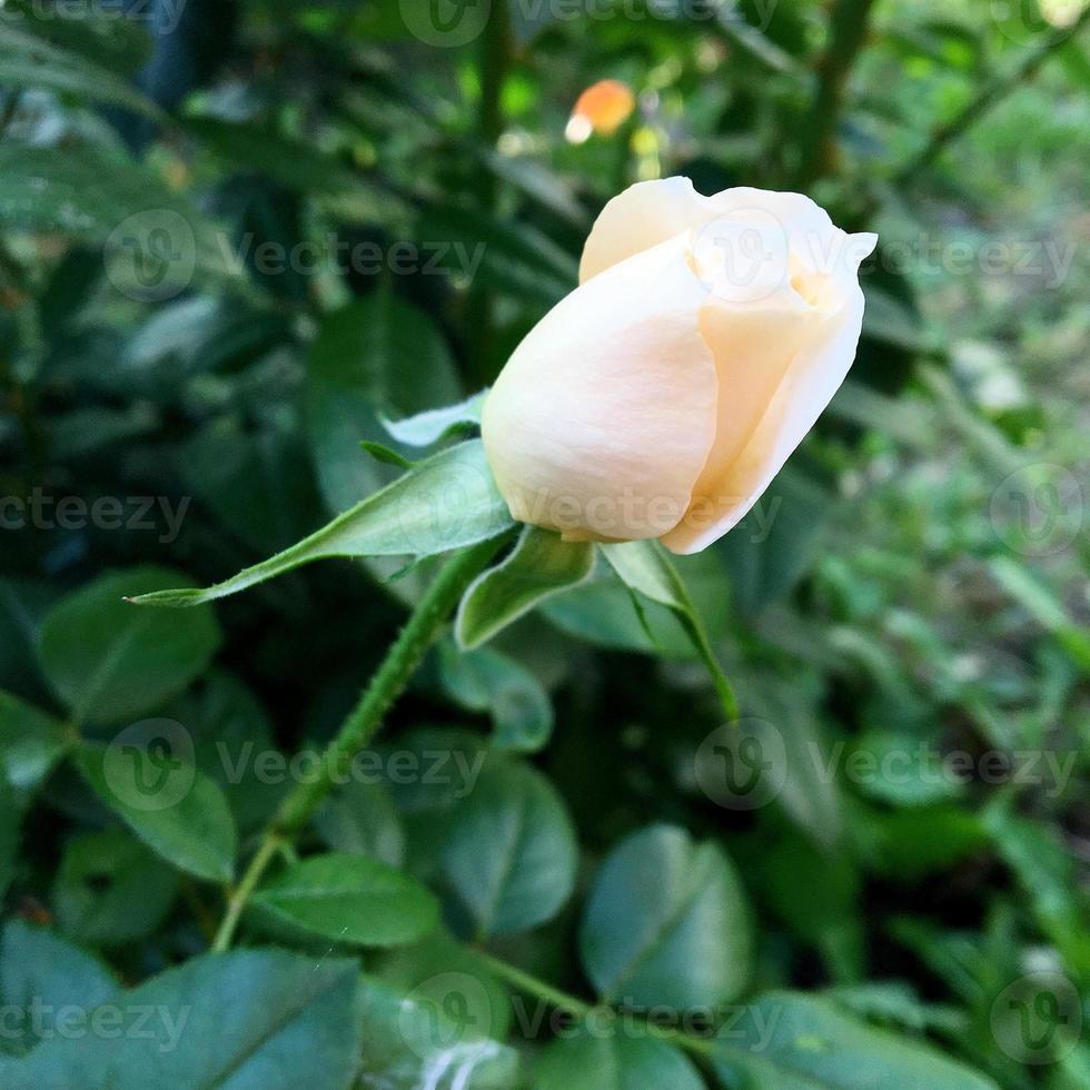 blommande blomma ros med gröna blad foto