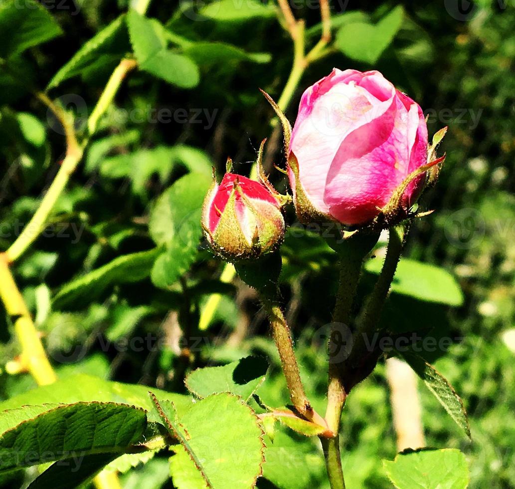 det färgglada fotot visar blommande rosros foto