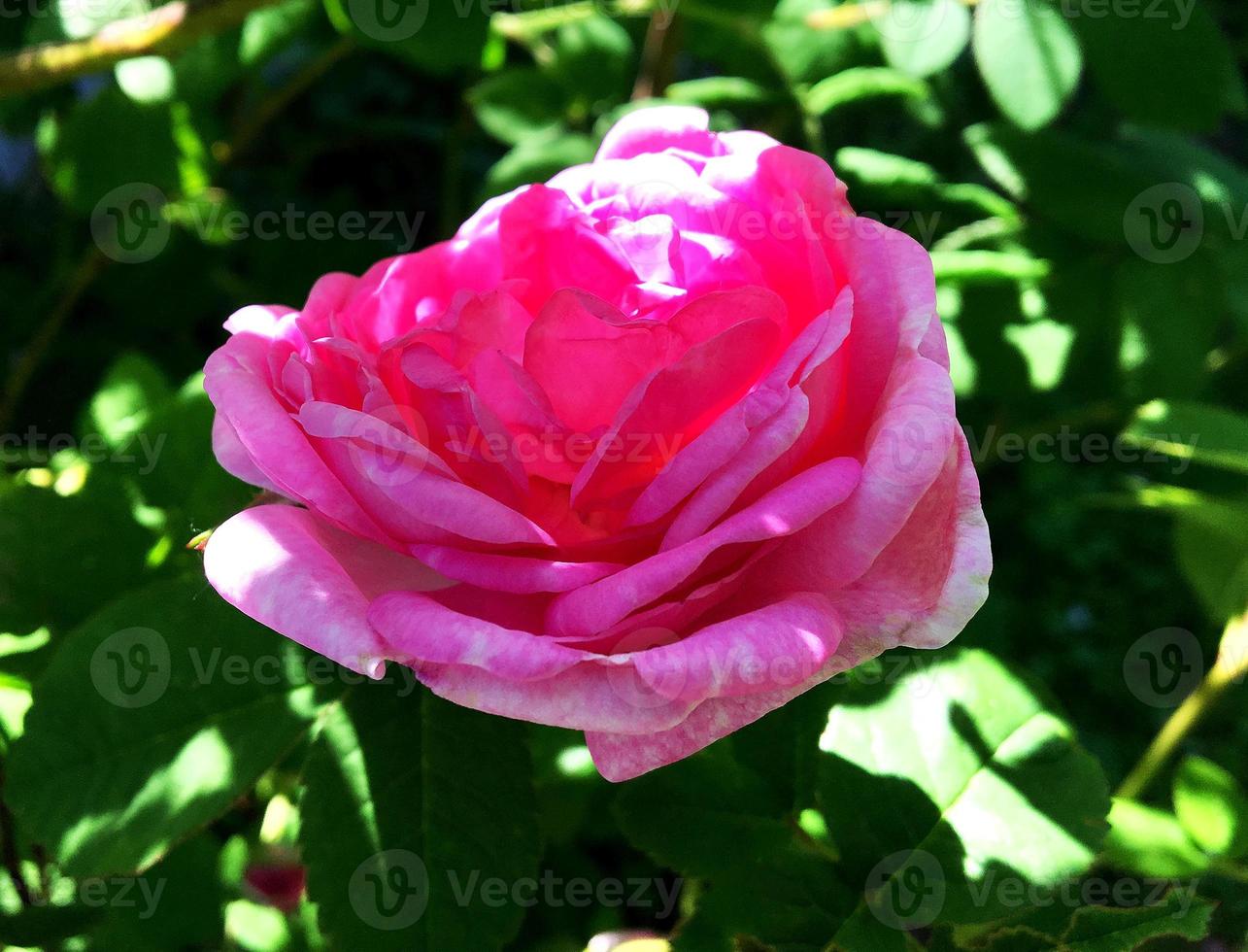 det färgglada fotot visar blommande rosros foto