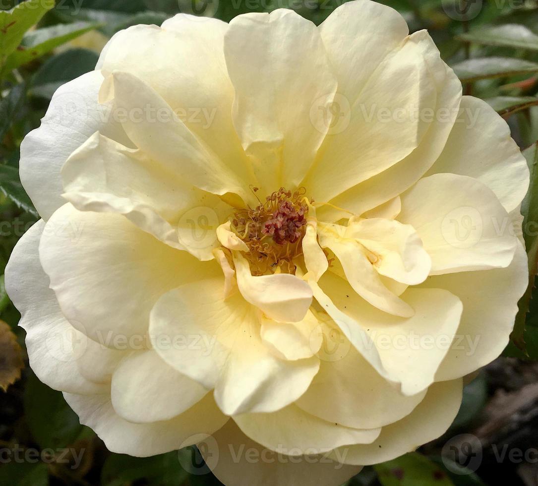 blommande blomma ros med gröna blad foto