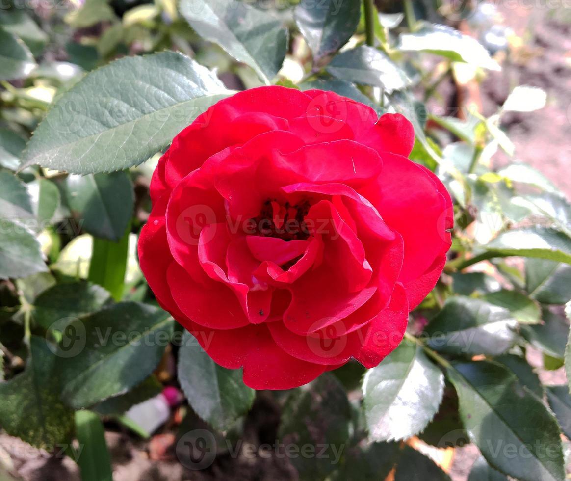 blommande blomma ros med gröna blad foto