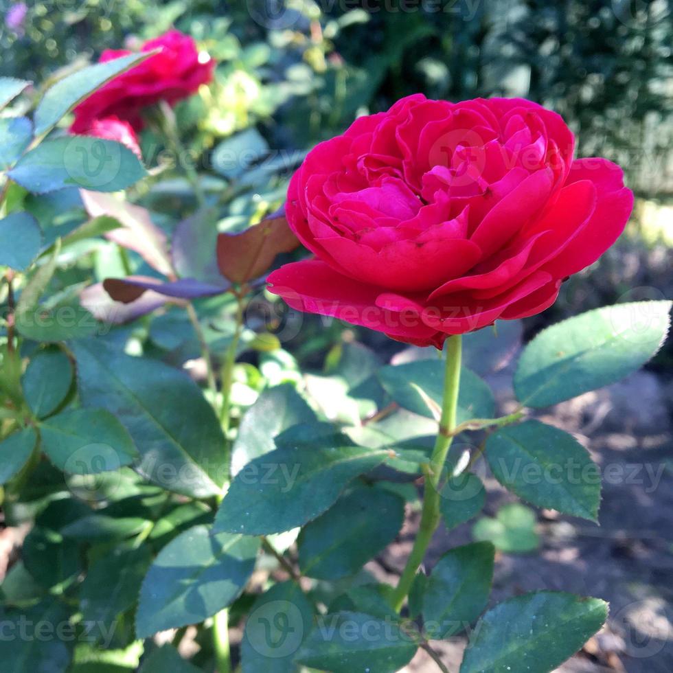 blommande blomma ros med gröna blad foto