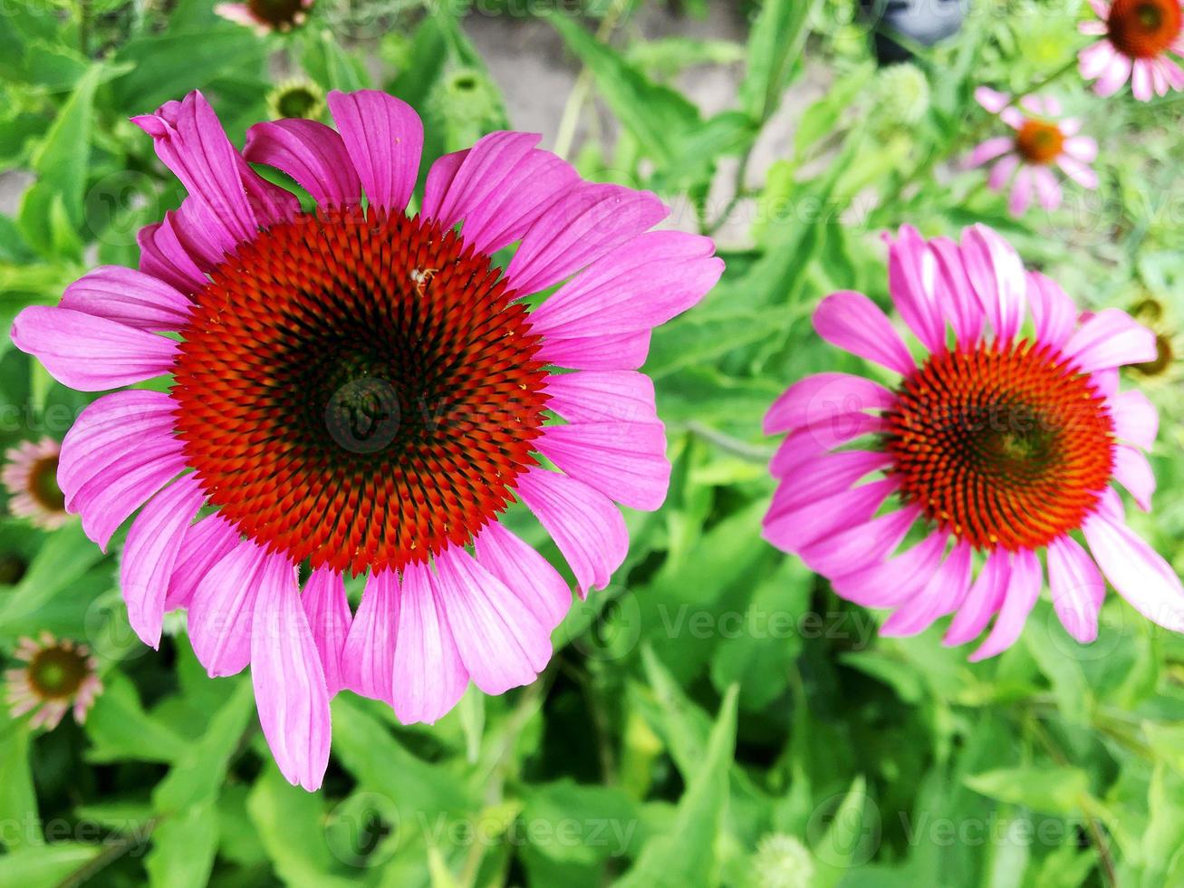 blommande echinacea med löv, levande naturlig natur foto